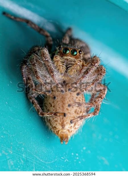 Female Adult Pantropical Jumping Spider Species Stock Photo