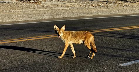 Tour Del Parco Nazionale Della Valle Della Morte Da Las Vegas