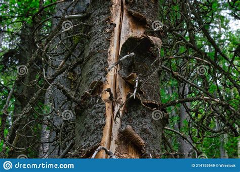 Vieux Tronc Darbre Avec Une Fissure Au Milieu Image Stock Image Du