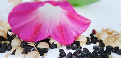 Morning Glory Flower Seeds and Leaves on the Table Stock Image - Image ...