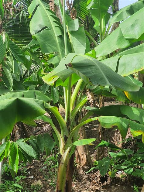 wildlife leaves  photo  pixabay pixabay