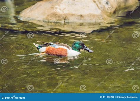 Wildlife and Rainforest Exotic Tropical Birds in a Bird Park Stock ...