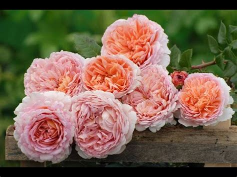 🌹 10 Лучших Современных Сортов Элитных ЧАЙНО- ГИБРИДНЫХ Роз 😍💕👍 - YouTube