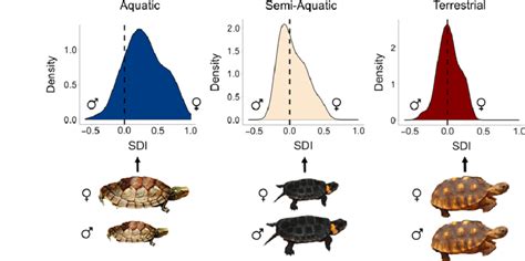 Turtle Sexual Dimorphism Index Download Scientific Diagram