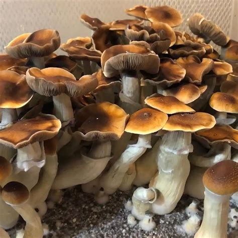 How To Make A Monotub Simple DIY Guide Gaia Mushrooms