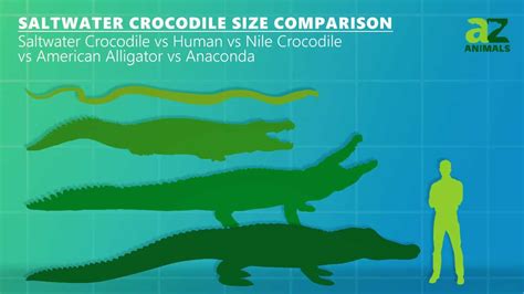 Saltwater Crocodile Size Comparison: Their Size vs. Humans - A-Z Animals