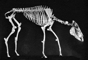 Pliohippus | extinct mammal genus | Britannica.com