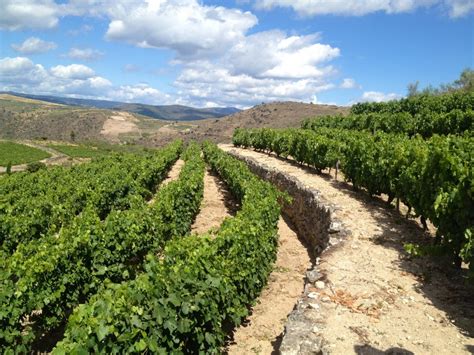 Bodega Rafael Palacios Vino Godello