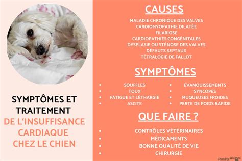 Insuffisance Cardiaque Chez Le Chien Sympt Mes Et Traitement