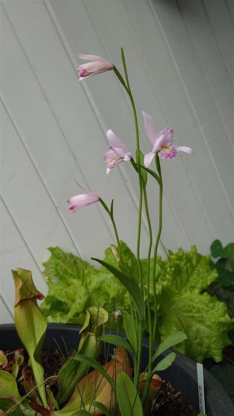 My Pogonia ophioglossoides is finally blooming!! Such a pretty plant