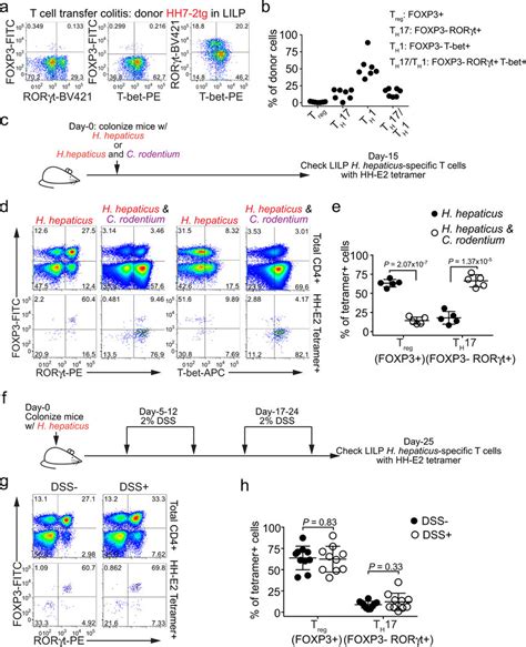 Differentiation Of H Hepaticus Specific T Cells In Colitis Models A