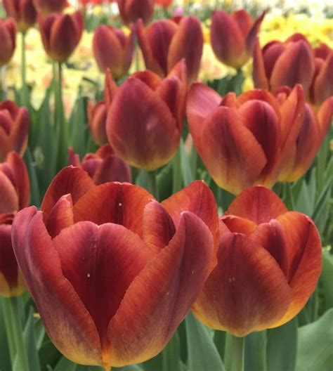 Amber Glow Tulip Van Engelen Wholesale Flower Bulbs Bulb Flowers