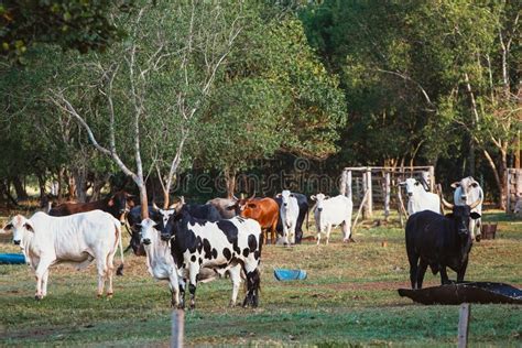 Nome Do Gado Domesticado Para Trabalho No Campo - Criação De Gado No Brasil. Pecuária E Agricultura São As Principais ...