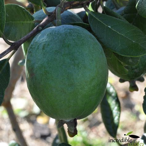 Feijoa Kakapo Incredible Edibles Nzs Edible Plant Specialists