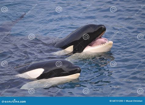 Two Killer Whales Stock Photo Image Of Predator Orca 68731200