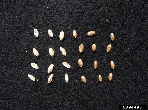 Managing Fusarium Head Blight In Winter Wheat Crop Science Us