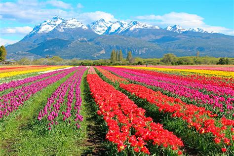 Tulipanes En Trevelin Muy Cerca Del Parque Nacional Los Alerces En