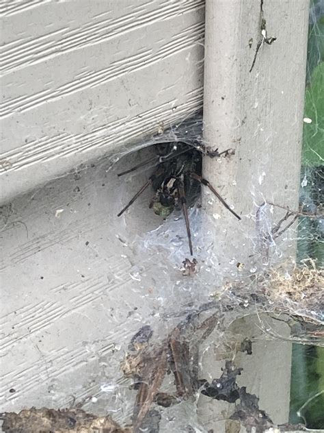 Best pic I could get without scaring it, labyrinth spider? (South of