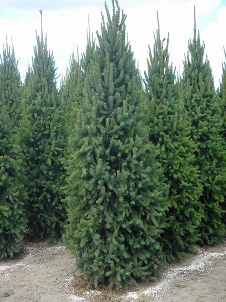 Picea Abies Fastigiata Compacta Jardin Scullion