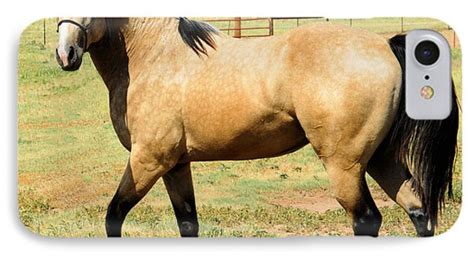 Buckskin Stallion Left Side View Photograph By Cheryl Poland