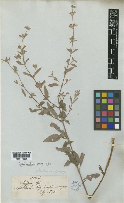 Lippia Origanoides Kunth Colombian Plants Made Accessible