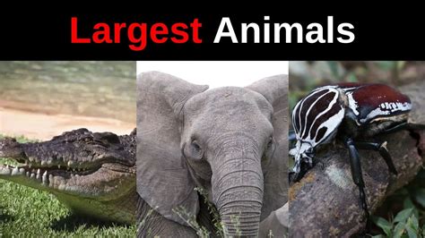 Top 10 Largest Animals In The World Youtube