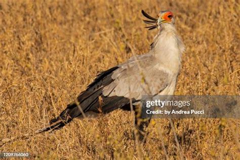 35 Secretary Bird Snake Stock Photos, High-Res Pictures, and Images ...