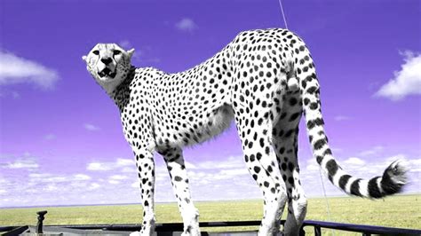 Rare Albino Cheetah