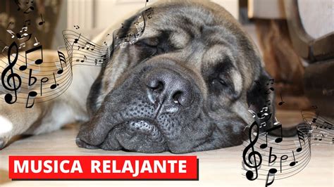 Música Para CALMAR PERROS CON ANSIEDAD Música RELAJANTE para tu