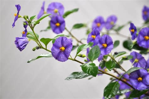 Lycianthes Rantonnetii Blue Potato Bush Is An Evergreen Shrub