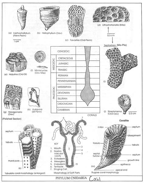 GEL 1009: Fossil Lab 1