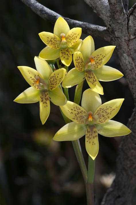 Thelymitra Villosa Oct Res Australian Native Flowers Orchid