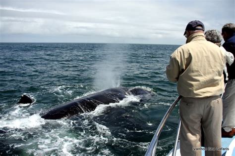 Hermanus: 2-Hour Whale Watching Boat Tour Along Walker Bay & Gansbaai ...