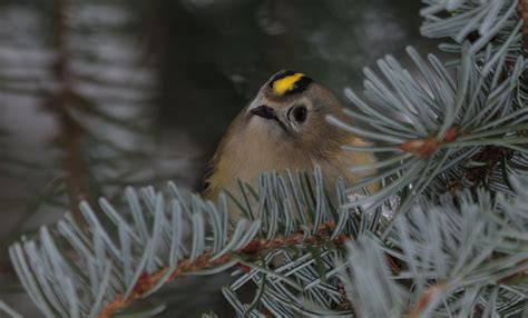 Goldcrest | BirdForum