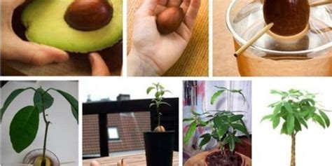 How To Grow Avocados In Containers Complete Growing Guide Natural Garden Tips