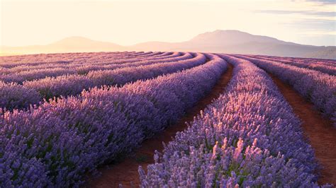 Lavender Field Sunrise Wallpapers - 4k, HD Backgrounds on WallpaperBat