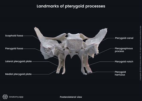 Landmarks Of Pterygoid Processes Sphenoid Media Library Anatomy