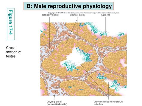 PPT Chapter 17 Reproduction A Sex Determination Differentiation B