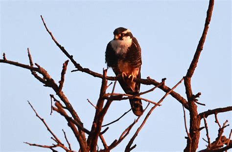 Aplomado Falcon (Falco femoralis) Emas National Park, Goias State, Brazil — Coke Smith Wildlife