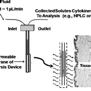 Microdialysis probe schematic. | Download Scientific Diagram