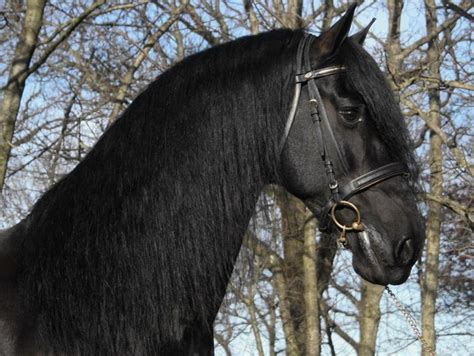 FriesianHorses.eu - Friesian Horses for Sale - Welcome