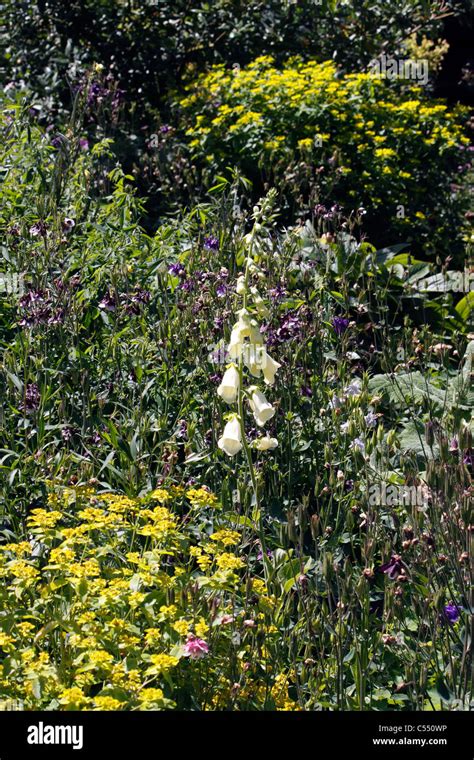 Bunte Wilde Blumen In Leuchtenden Farben Fotos Und Bildmaterial In