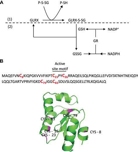 Dysregulation Of The Glutaredoxin S Glutathionylation Redox Axis In