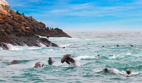 Islas Palomino Vida Marina En Las Costas De Lima Perú Alquiler De