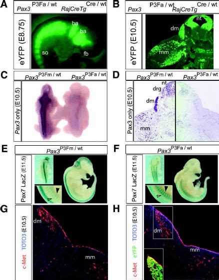 Pax3 Fkhr Pax3 7 And Target Gene Expression With Early Embryonic