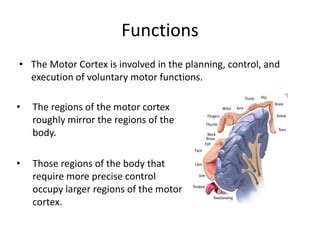 The motor cortex | PPT