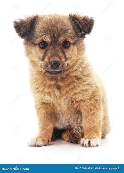 Brown cute puppy. stock image. Image of purebred, nice - 102744939