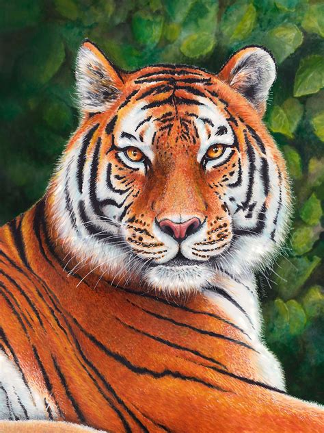 Tiger portrait by Dacdacgirl on DeviantArt