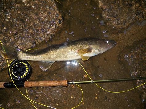 Connecticut Fly Angler My First Lake Walleye On The Fly