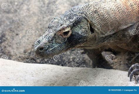 Komodo Dragon The Largest Lizard In The World Walks On The Ground Next